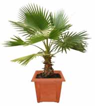 معرفی گیاه - پالم بادبزنیwashingtonia palm